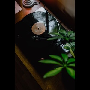 哈米波波《紫罗兰》Flac/MP3格式 无损音乐下载-无损音乐源