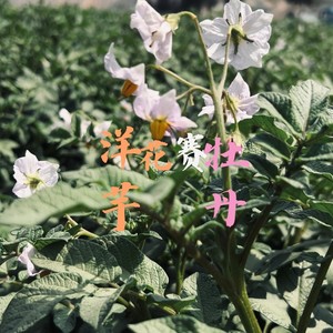 岳尔《洋芋花赛牡丹》Flac/MP3格式 无损音乐下载-无损音乐源