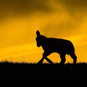 黑羊《末班车》Flac/MP3格式 无损音乐下载-无损音乐源