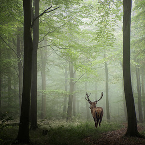 太一《之鹿》Flac/MP3格式 无损音乐下载-无损音乐源