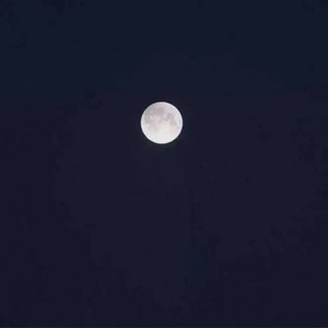 程天意《致橡树》Flac/MP3格式 无损音乐下载-无损音乐源