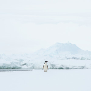 GALA《小鸟》Flac/MP3格式 无损音乐下载-无损音乐源