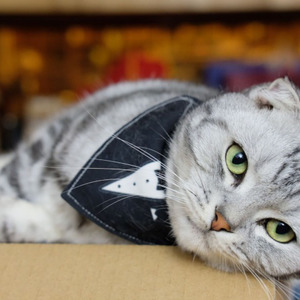 徐薇《连名带姓》Flac/MP3格式 无损音乐下载-无损音乐源