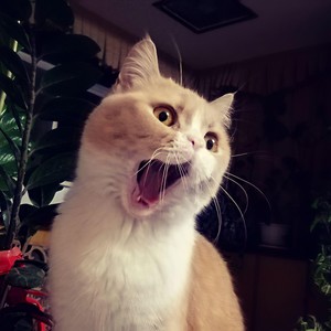 花粥《又失恋了》Flac/MP3格式 无损音乐下载-无损音乐源