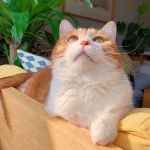 大柯《足够》Flac/MP3格式 无损音乐下载-无损音乐源