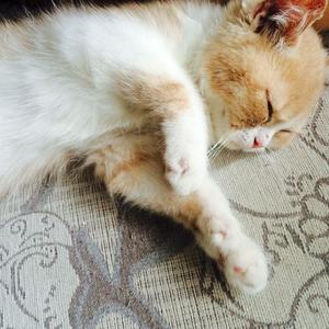 花粥《远在北方孤独的鬼》Flac/MP3格式 无损音乐下载-无损音乐源