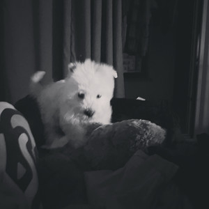 ICE杨长青《下次再见》Flac/MP3格式 无损音乐下载-无损音乐源